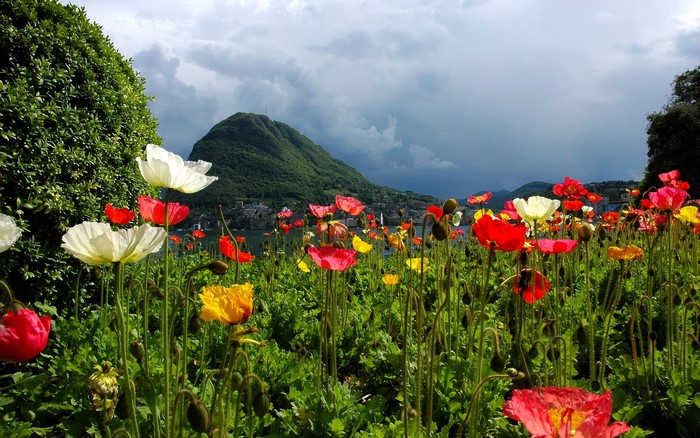 Poppies in front of a mountain and lake