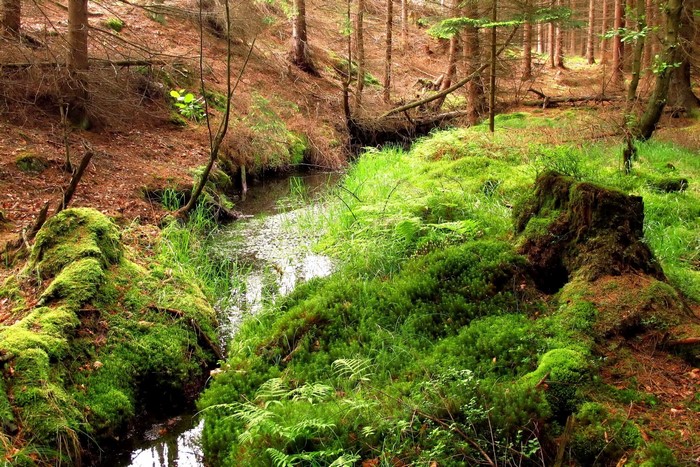 Mossy forest stream with trees