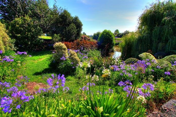 Garden with Agapanthus flowers and trees in New Zealand