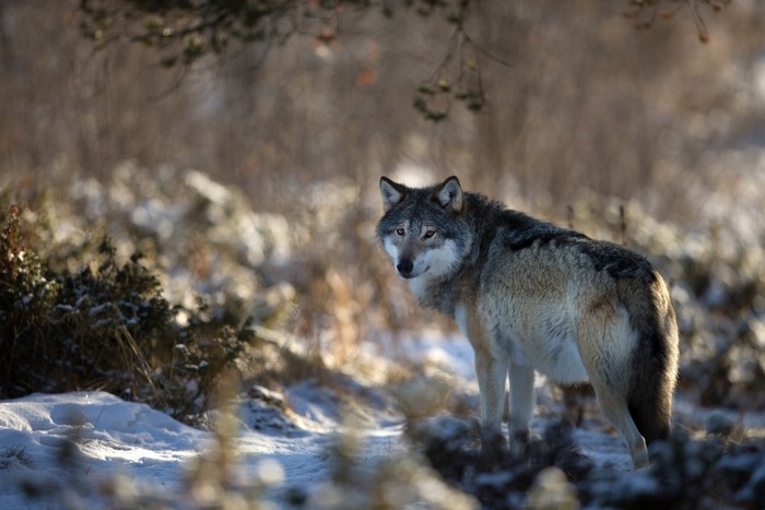 Wolf standing in a snowy forest