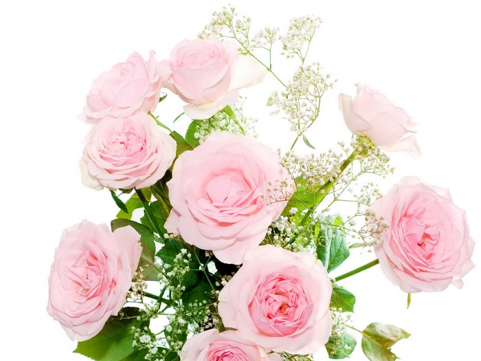 Pink Roses and Baby's Breath Bouquet