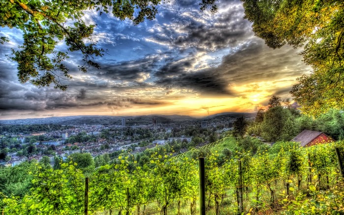 Vineyard overlooking a city at sunset