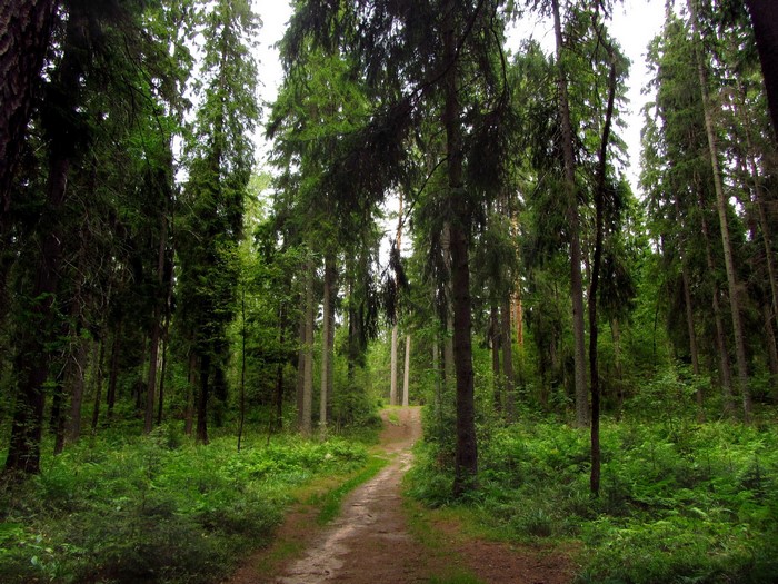 Dirt path through a dense green forest in Russia