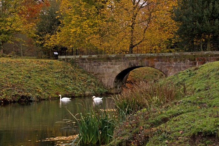 Two swans swim in a river under a stone bridge in autumn