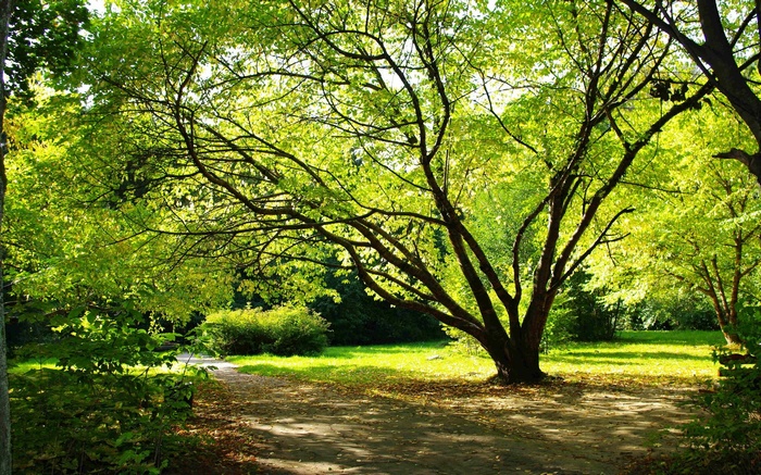 A sun-dappled park path under a large tree