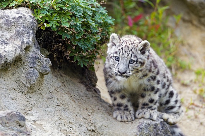 Adorable Snow Leopard Cub in Natural Habitat