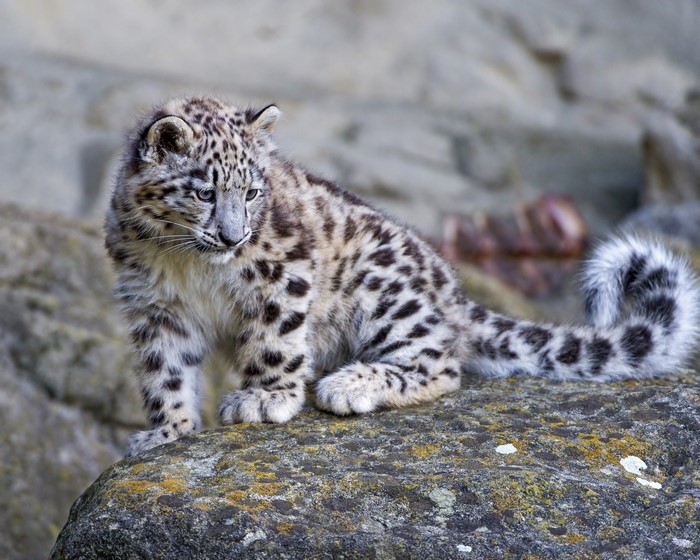 Snow leopard cub sitting on a rock