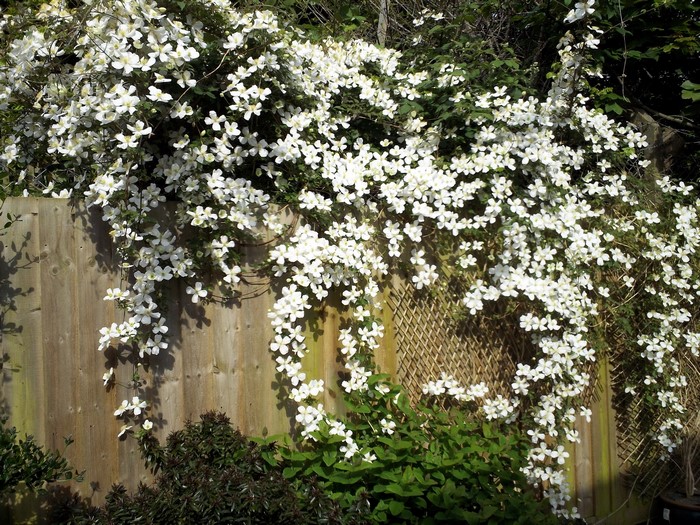 Clematis flowers cascading over a wooden fence