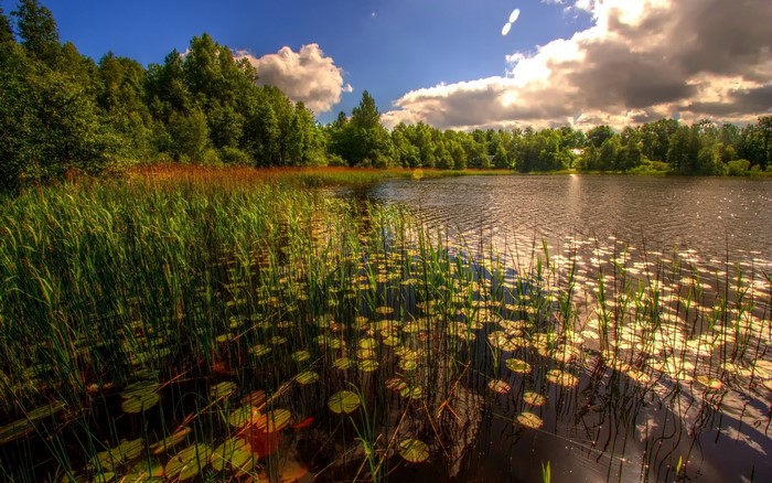 Lake with reeds and trees under a cloudy sky