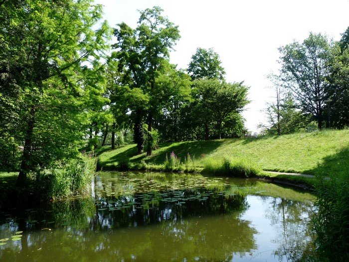 Pond with trees and grassy hill