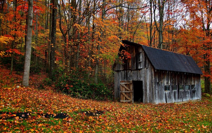 Rustic barn in autumn forest with fallen leaves