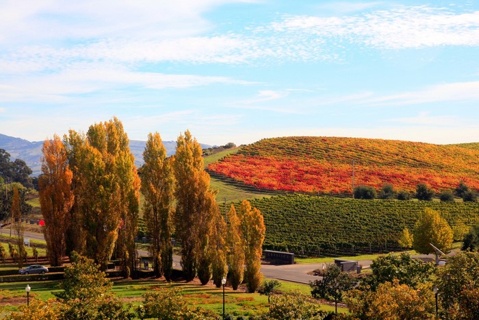Vineyard in Autumn Colors with Tall Trees