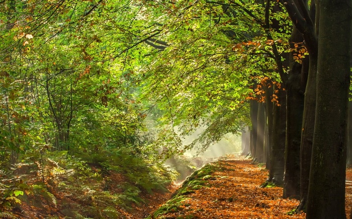 Sunlight filtering through trees onto a forest path