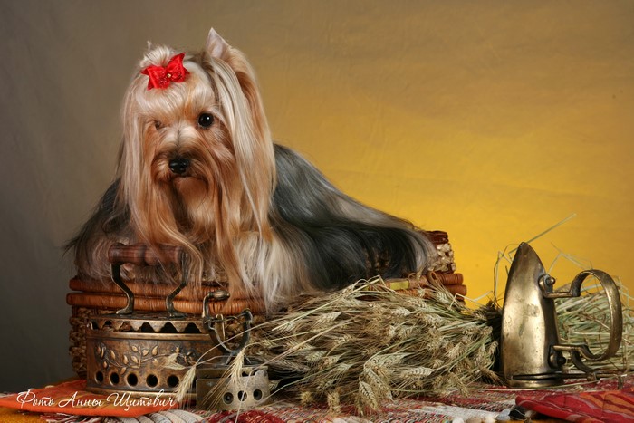Yorkshire Terrier with a red bow in a basket