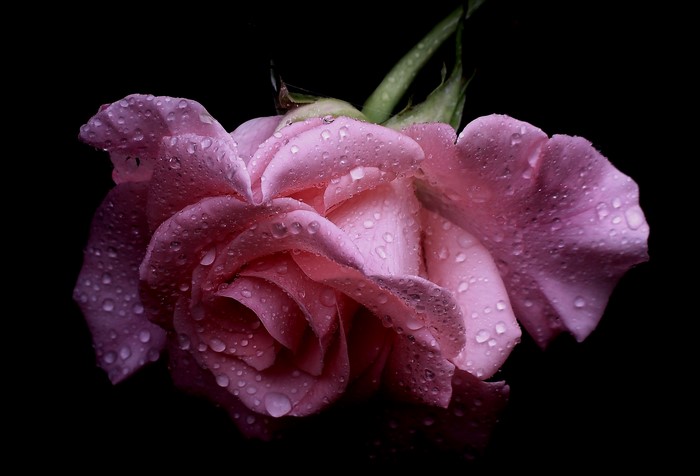 Pink rose with water droplets on black background