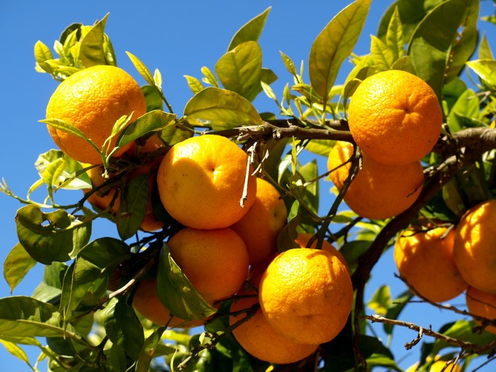Oranges on a tree branch