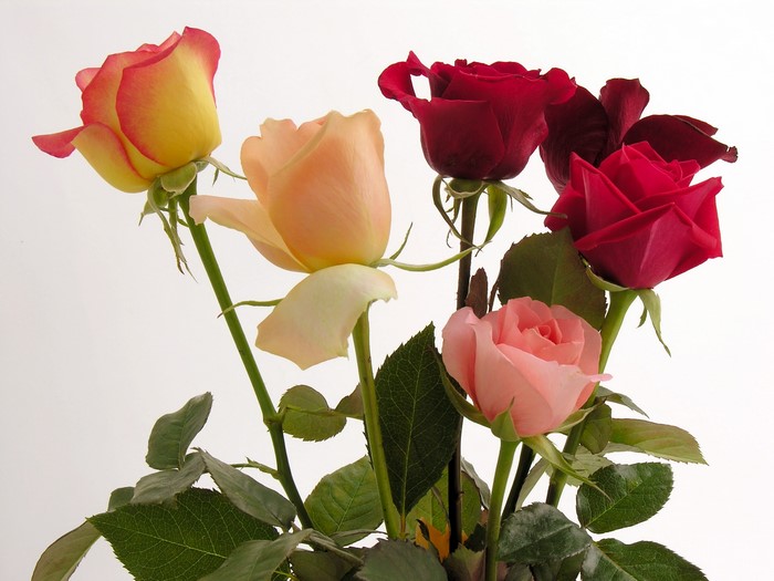 A bouquet of roses in various colors