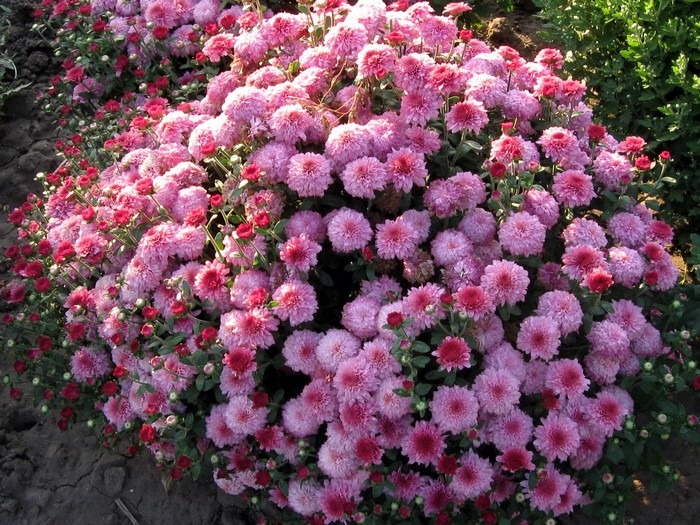 Pink and red chrysanthemums in a garden bed