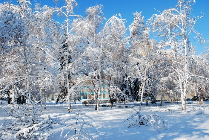 Snow-covered trees in a park with a building in the background