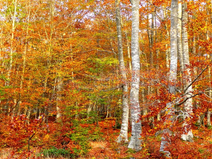 Autumn forest with colorful leaves and tall trees