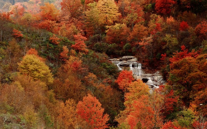 Autumn forest with a waterfall
