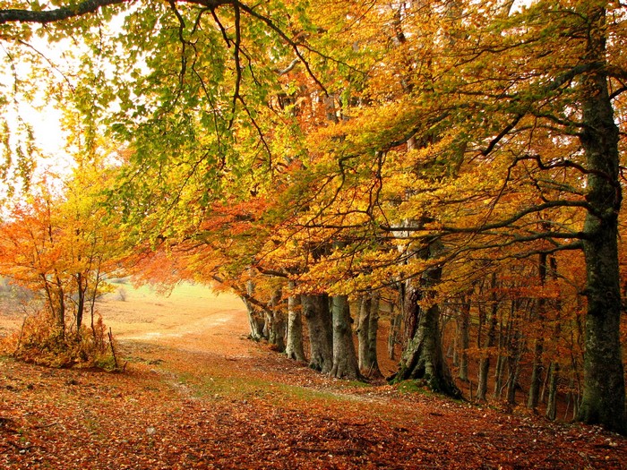 Autumn forest path with colorful leaves