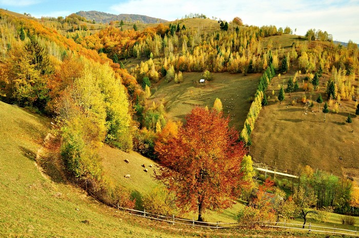 Autumn forest on a hillside with sheep