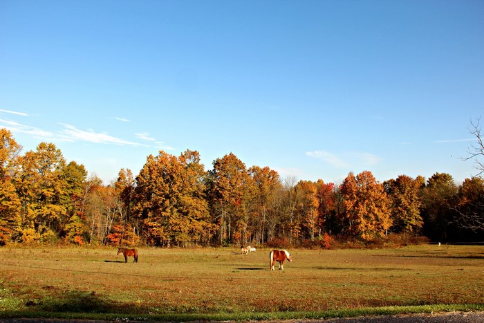 Horses in a field with autumn trees