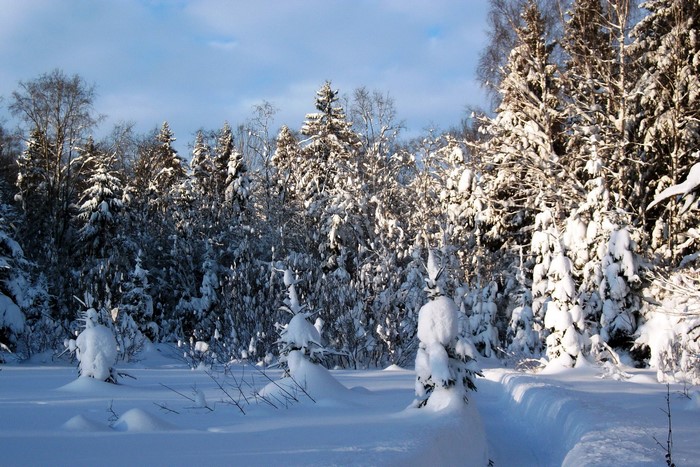 Snowy forest with sunlit trees and blue sky