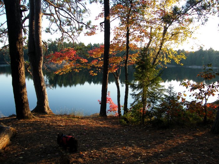 Dog by a lake during autumn