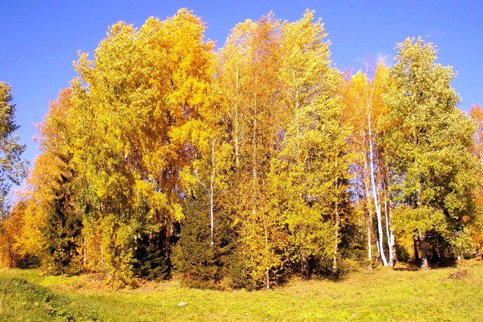 Autumn trees with yellow and green foliage under a blue sky