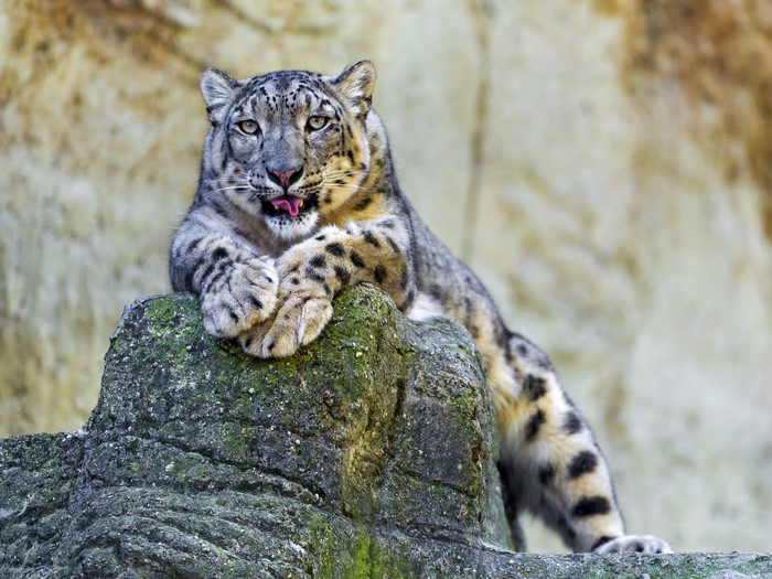 Snow leopard resting on a rock