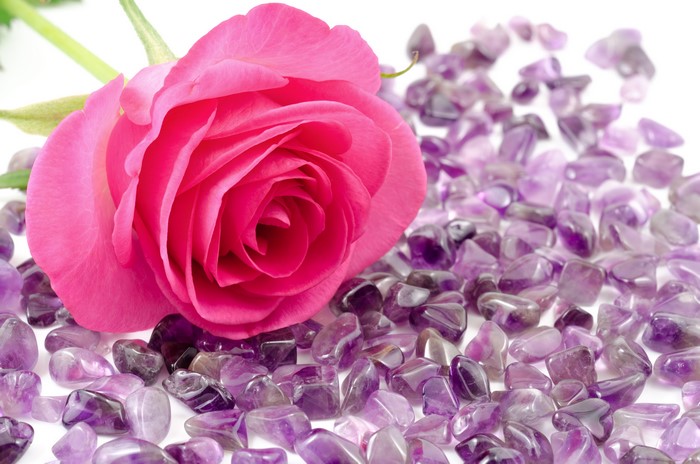 Pink Rose on Amethyst Pebbles