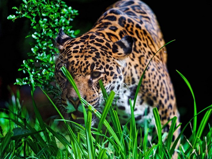 Jaguar peeking through tall green grass