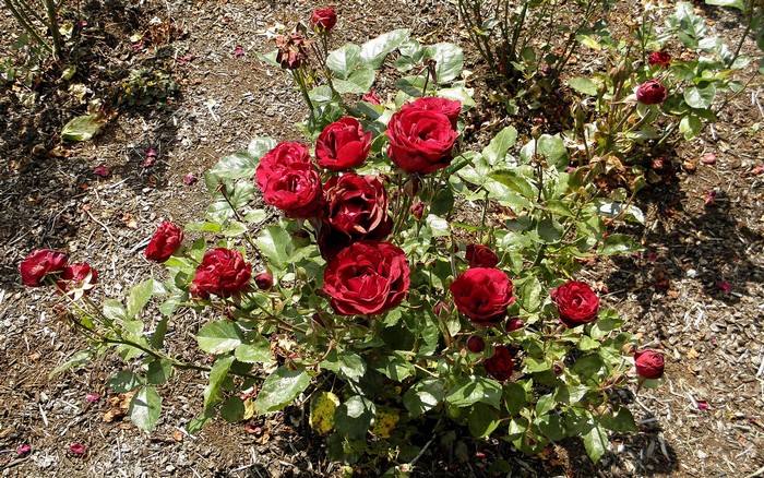 Red roses blooming in a garden