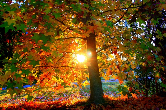 Autumn tree with sun shining through colorful leaves