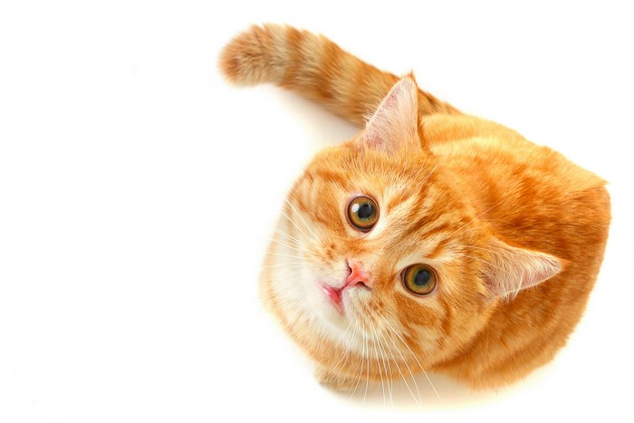 Orange tabby cat looking up
