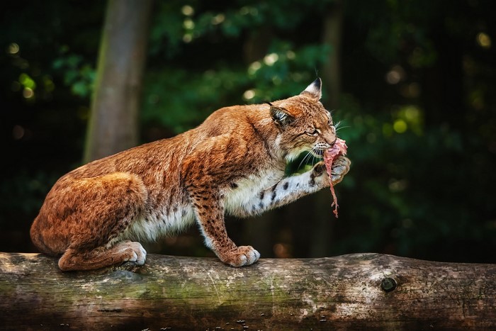 Lynx eating meat on a log