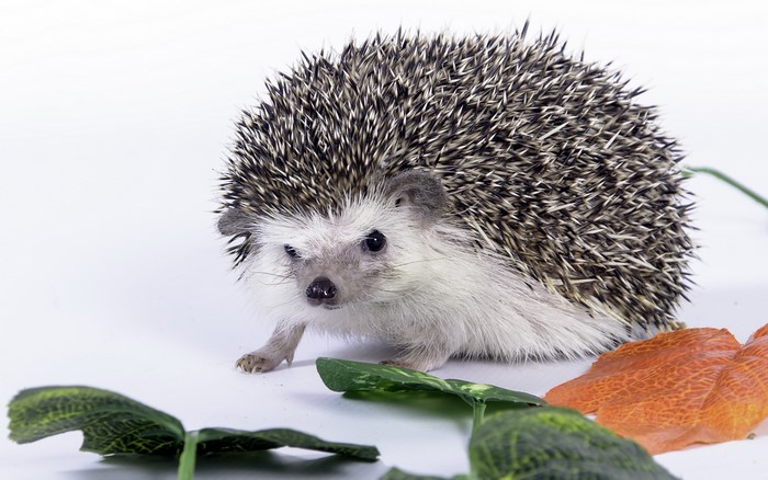 A hedgehog with spiky fur and leaves