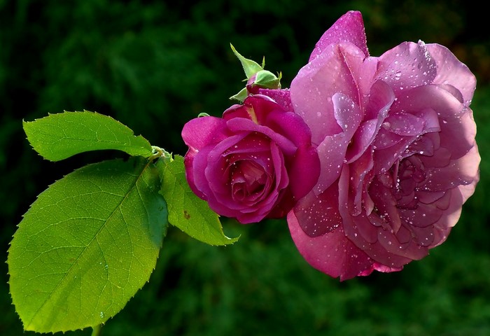 Two purple roses with water droplets