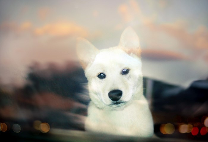 White dog looking through a window
