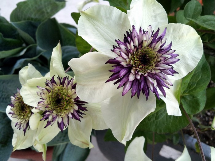 White Clematis flowers with purple centers