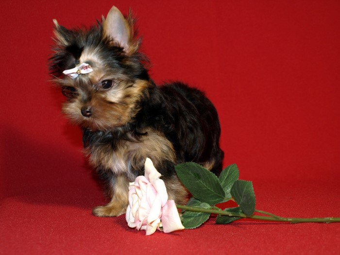 Yorkshire Terrier puppy with a rose