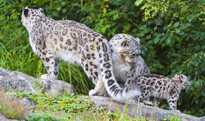 4K Snow Leopards on Rocks