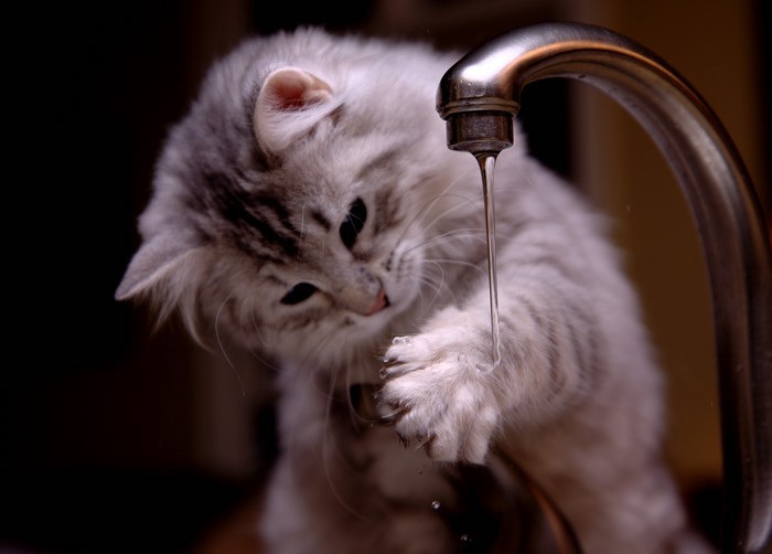 Kitten playing with water from a faucet