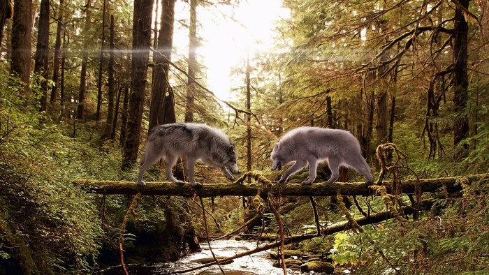 Two wolves on a fallen log in a forest