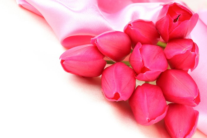 Pink Tulips on Pink Silk