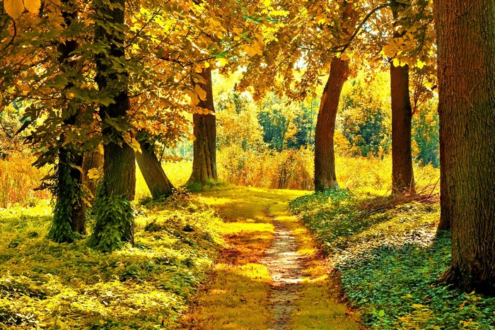 Autumn forest path with golden leaves
