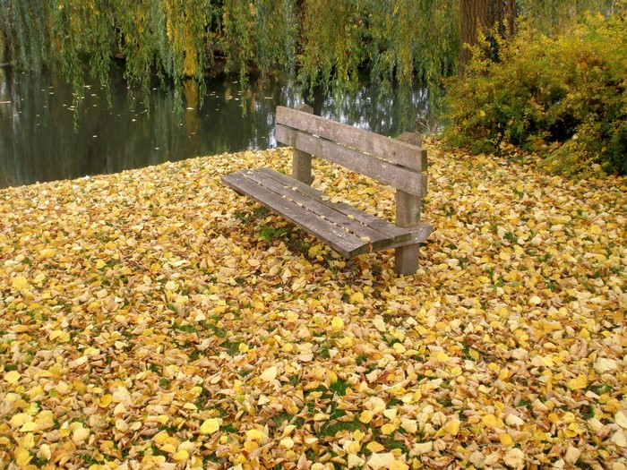 Wooden bench by a pond covered in autumn leaves