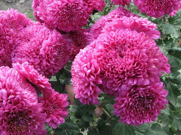 Pink Chrysanthemums